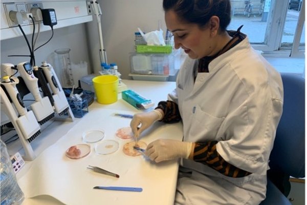 Dr Khattack is sat at a lab bench dissecting tissue in a petri dish. She is wearing a lab coat.