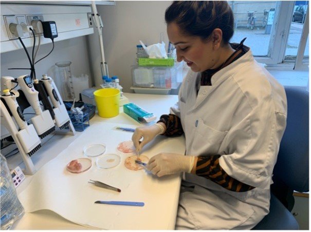 Dr Khattack is sat at a lab bench dissecting tissue in a petri dish. She is wearing a lab coat.