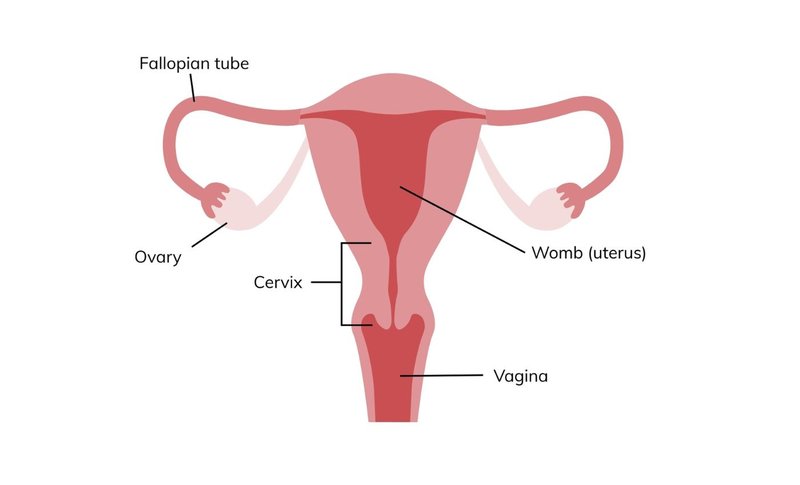 An image of female anatomy with labels
