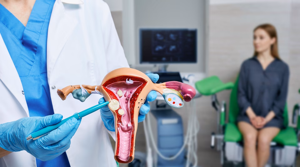 uterus model