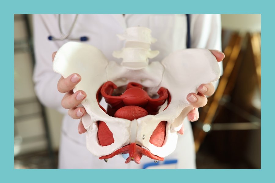 a pair of hands holding a 3D model of a female pelvis
